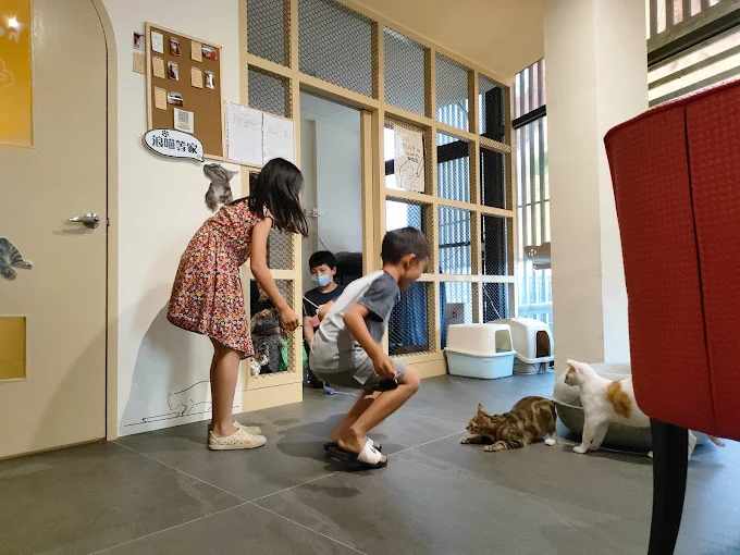 日光下的貓 Caf'e&bar 店內貓咪互動與現場空間照片